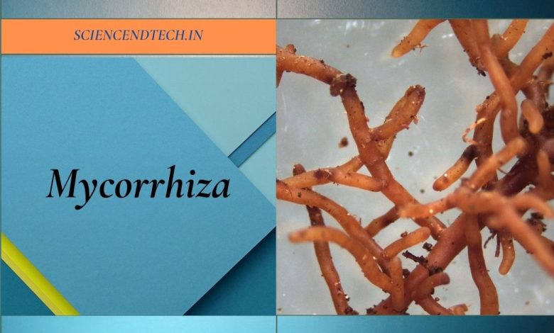 Mycorrhiza-Biofertilizer