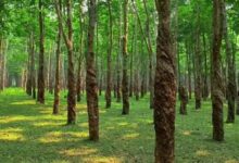 Madhupur-Rubber-Garden