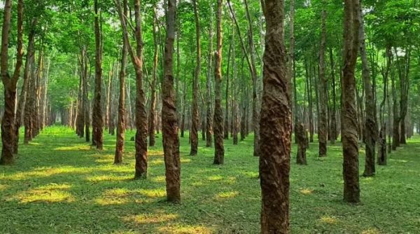 Madhupur-Rubber-Garden