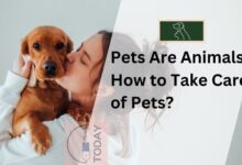 Pet-care-guide